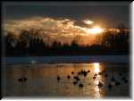 WashParkBirds