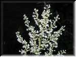 Whiteflower