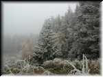 EarlyFrost