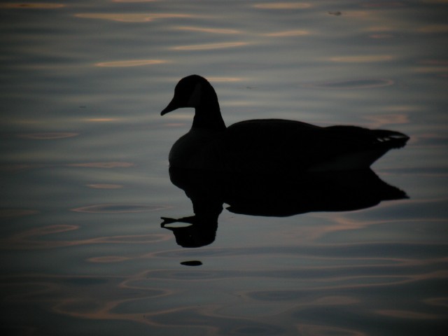 GooseSilhouette0286