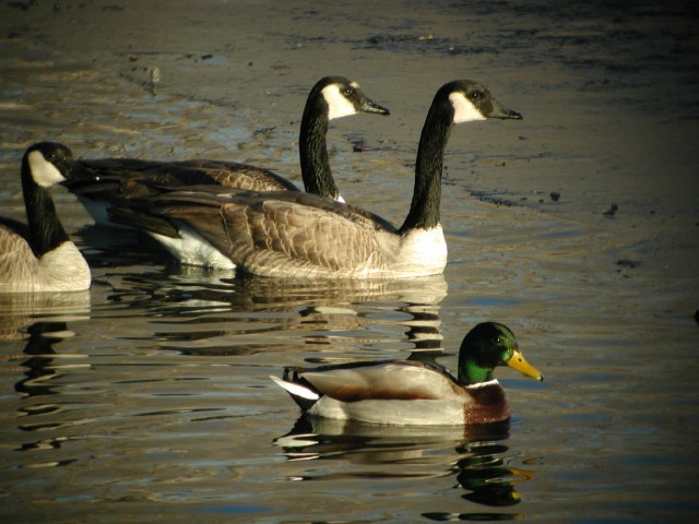 Waterfowl001