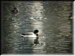 Duck001