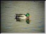 Duck003