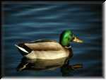 Duck012