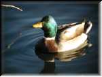 Duck013