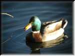 Duck014