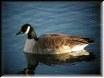 Goose006