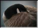 Goose007