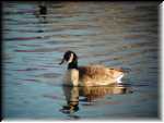 Goose010