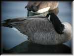 Goose011