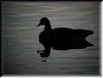GooseSilhouette0286