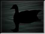 GooseSilhouette0311