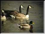 Waterfowl001