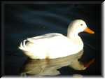 WhiteDuck004