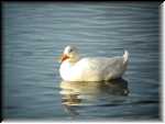 WhiteDuck006