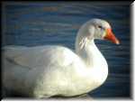 WhiteGoose006