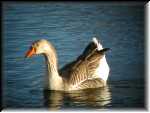 WierdGoose001