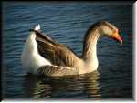 WierdGoose002