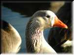 WierdGoose006