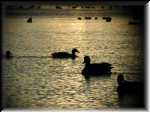 birdsilhouette004