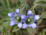 MosquitoGulch_406