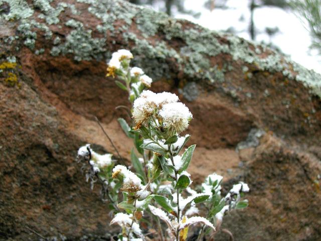 EarlySnow_12ph