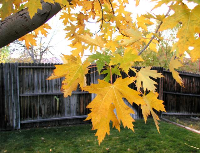 FallColor01e_004ph