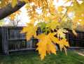 FallColor01e_004ph