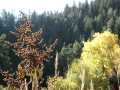 OFallon_016ph