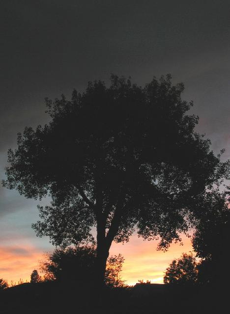 BibleParkCottonSilhouette