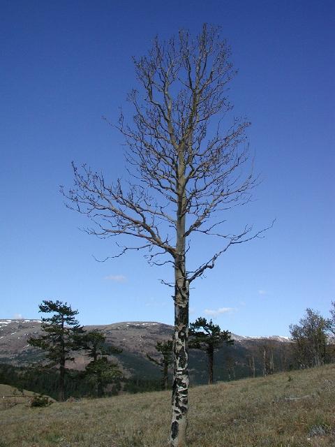 BlueAspen