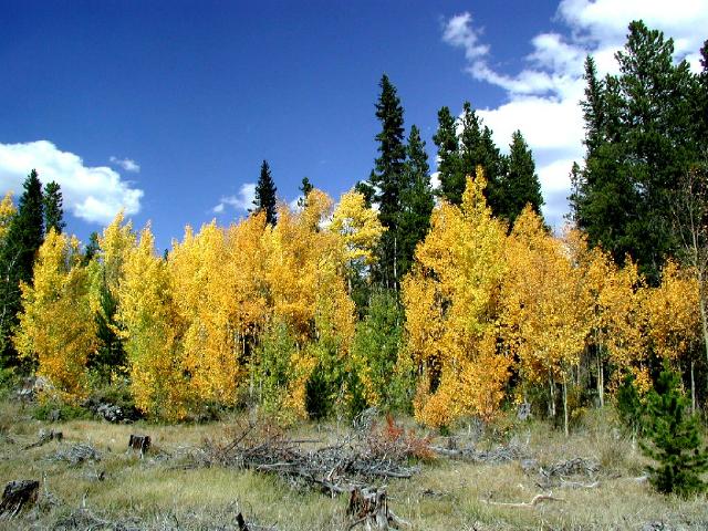 Ohler_Gulch_Fall_Color