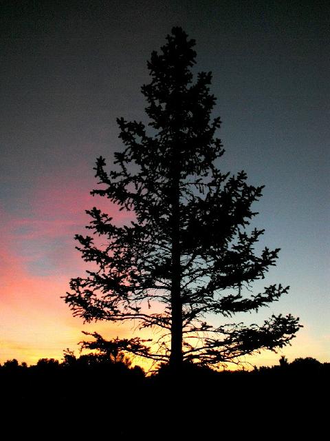 Pine_at_Sunrise