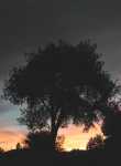 BibleParkCottonSilhouette