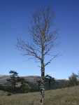 BlueAspen