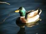 Duck013