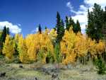 Ohler_Gulch_Fall_Color