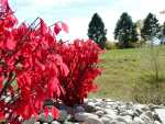 RedBush1