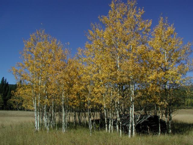 092301FallColora_19