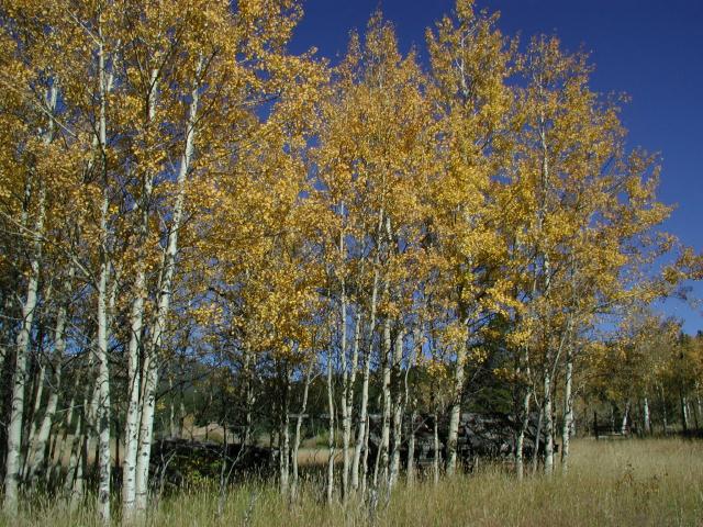 092301FallColora_22
