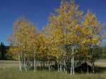 092301FallColora_19