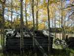092301FallColora_21