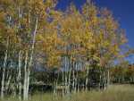 092301FallColora_22