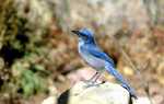 BlueJay1ph@6x4