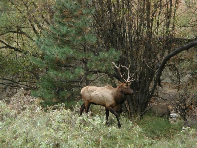Elk_70