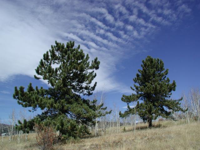 FallColor01d_10
