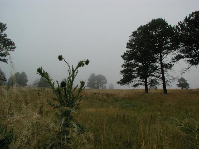 Fog_06