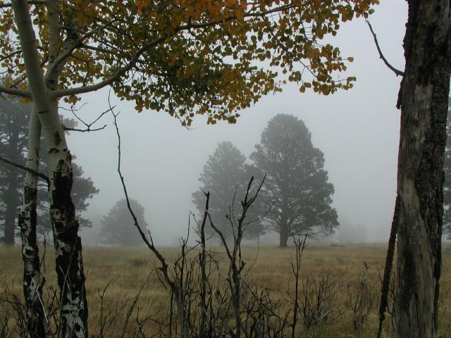 Fog_15