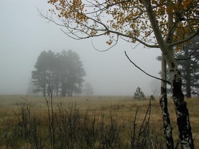 Fog_16