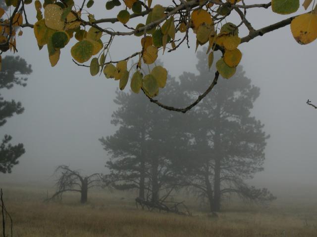 Fog_24